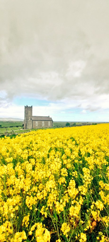 Fields of gold at St Caden's Parish Church, Tamlaghtard overlooking Binevenagh coastal plain.
#explorechurches #causewaycoast
#discoverni