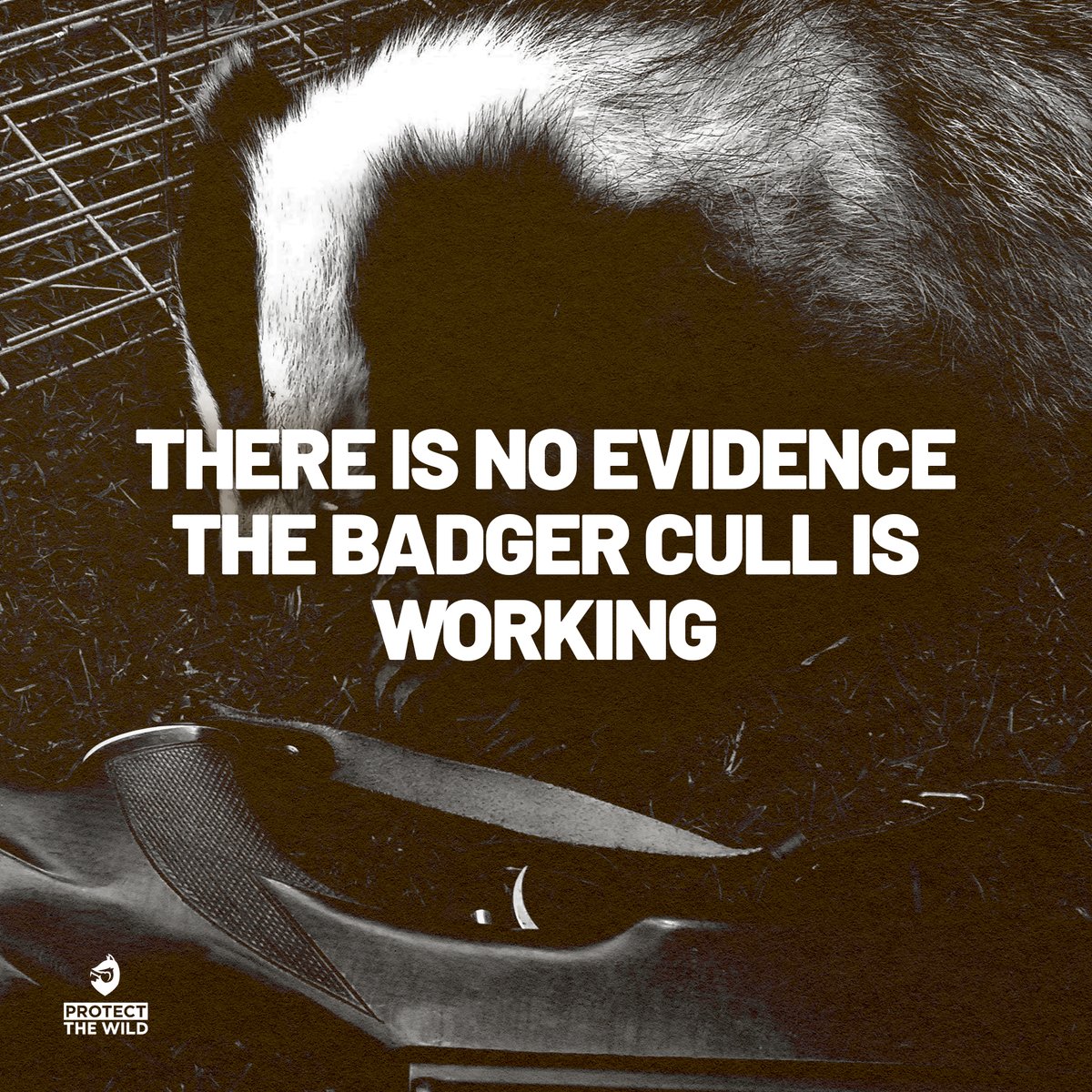Defra’s push to prove that badger culling alone is responsible for reducing bTB incidents in cattle is misleading. Improved bTB testing, cattle movement controls and increased biosecurity measures will be key factors in lowering the spread of bTB in and around the cull zones.