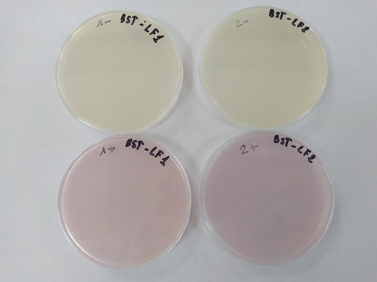 jenny_molloy's tweet image. That sense of relief when your training protocol works in a new lab, in a new country. Happy mCherry-Bst-LF expression &amp;amp; smiles all around @iressef in Dakar, Senegal at @ICGEB #EXPANDIA training