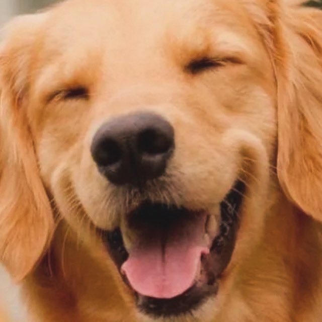 ensinadog's tweet photo. Muito triste! Que Deus conforte a família e que esse acontecimento sirva para melhorar o transporte aéreo de pets para que isso nunca volte a acontecer de novo! https://t.co/1bvgTkxzBe