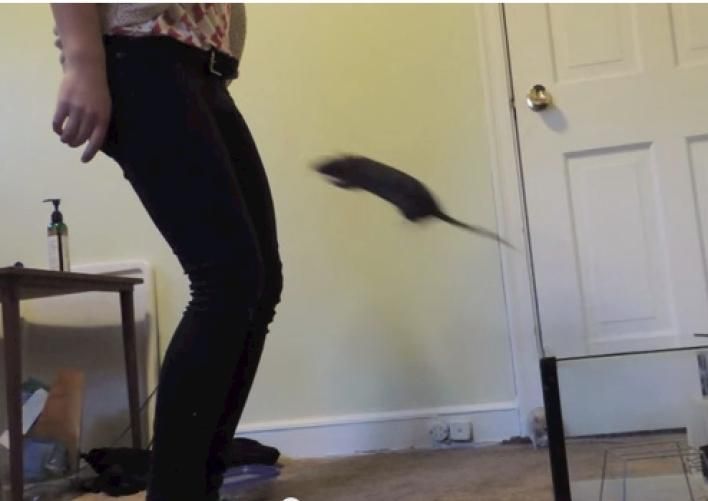 세포신곡 챕터 1