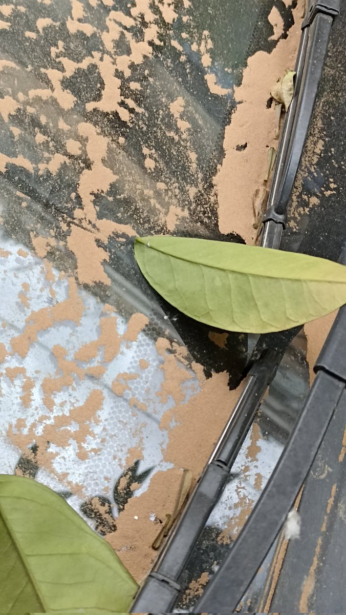 morgannike49's tweet photo. Car parked in #Athens! #AfricanDust #SahranDust (It's better today but not gone completely.) https://t.co/spRDFFIpHf