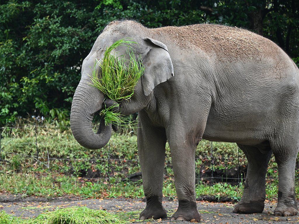 前が見えないけど平気🐘
なんなら背中と頭もスゴイ感じ🐘🐘

#インドゾウ #​シュリー
#よこはま動物園ズーラシア
#ズーラシア
#zoorasia #zoo #動物園