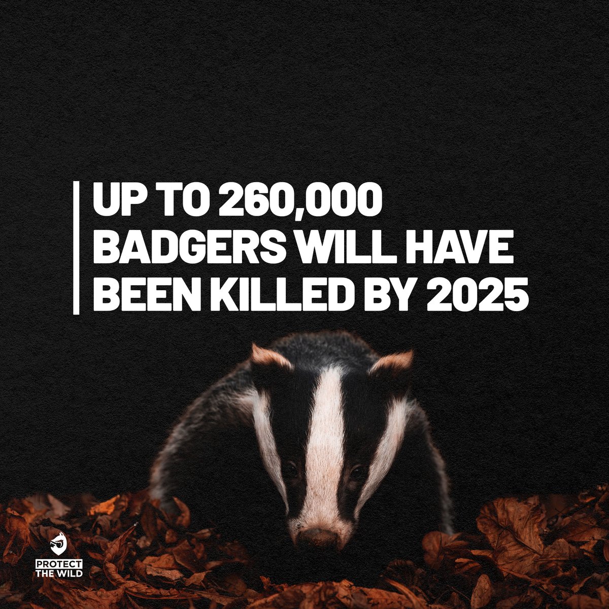 Sickening numbers of badgers decimated by the senseless and costly badger cull. Please sign our petition and help end the cull: protectthewild.org.uk/badger-petitio…