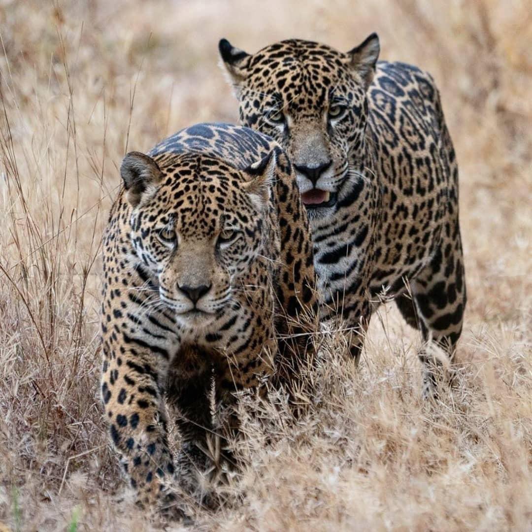 The Jaguar Brothers who apparently have formed a coalition (rare) in Pantanal, Mato Grosso, Brazil Photos by @larissa_pantanal