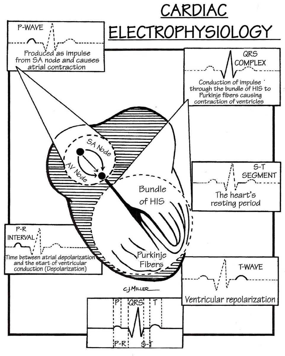 Cardiac electrophysiology