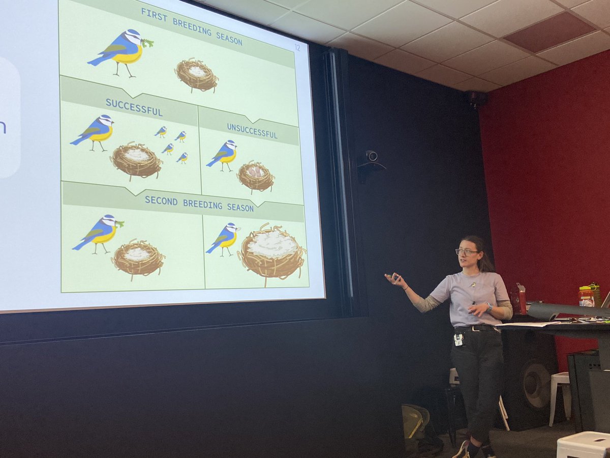 Nest design in birds has been assumed to be an innate ability, but they can use their experience to be more flexible than previously thought. 🪺 Usually, these studies occur in the lab, but this work is being done in the field by @libby_chaps! #ASABSpring2024