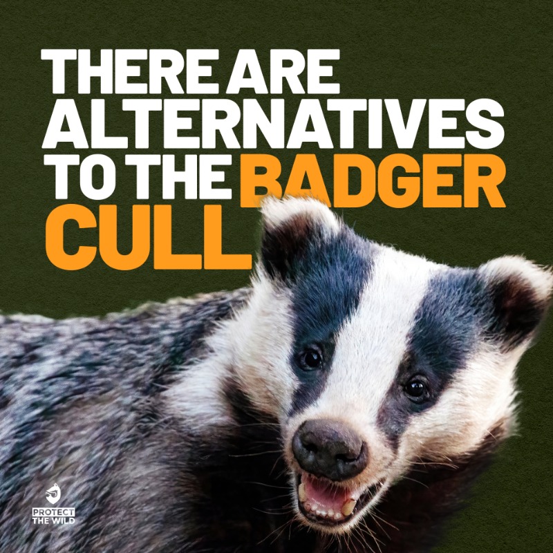 RT if you agree the dairy industry needs to fix its bio security, stop moving infected dairy cows around the country, and work to stop cattle-to-cattle transmission – not demonise badgers.