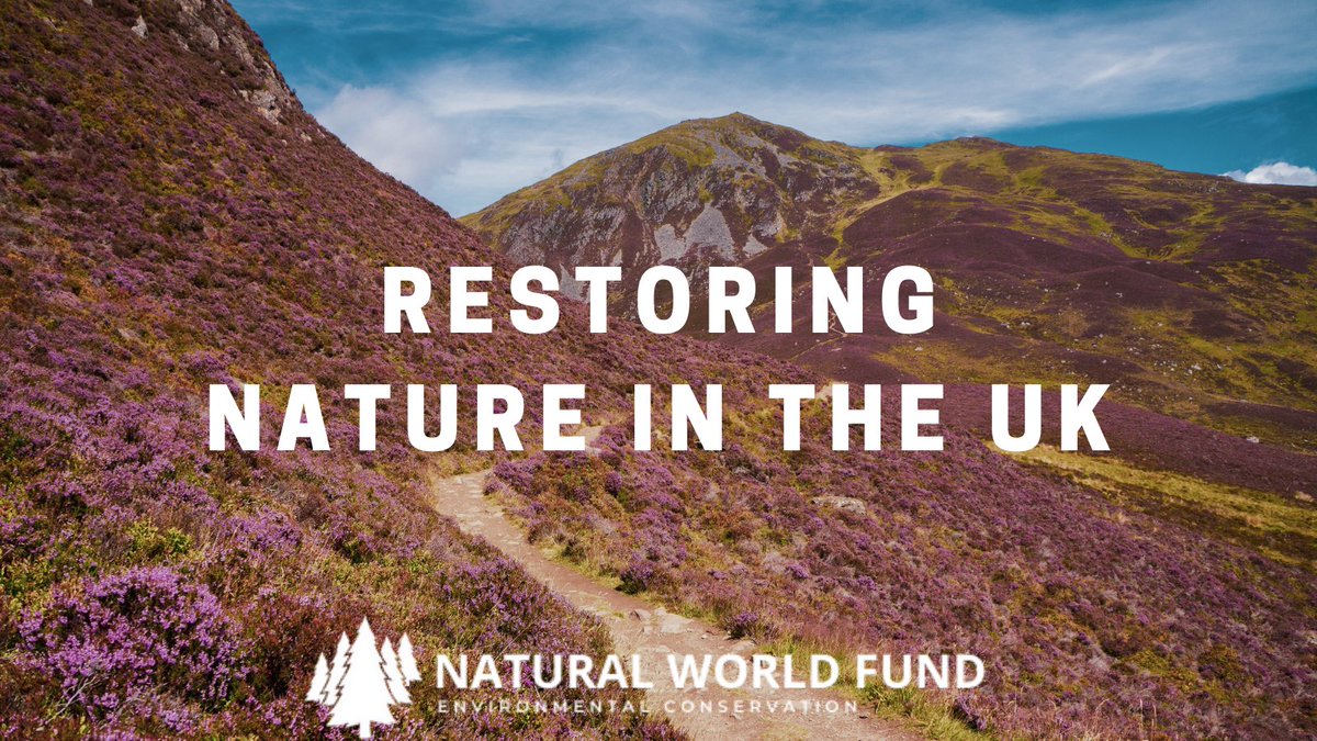 Want to restore habitats the UK?
#rewild #rewilding

Donate now at: naturalworldfund.com