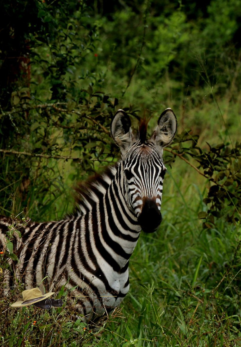 Ever imagined a honeymoon in a National Park, we have Lake Mburo can't think of a better place with peaceful environment with the best accommodation. Choose @SafariChapter for the best adventure.
info@ugandasafarichapter.com
ugandasafarichapter.com
#Safari #toursim #pearlofAfrica