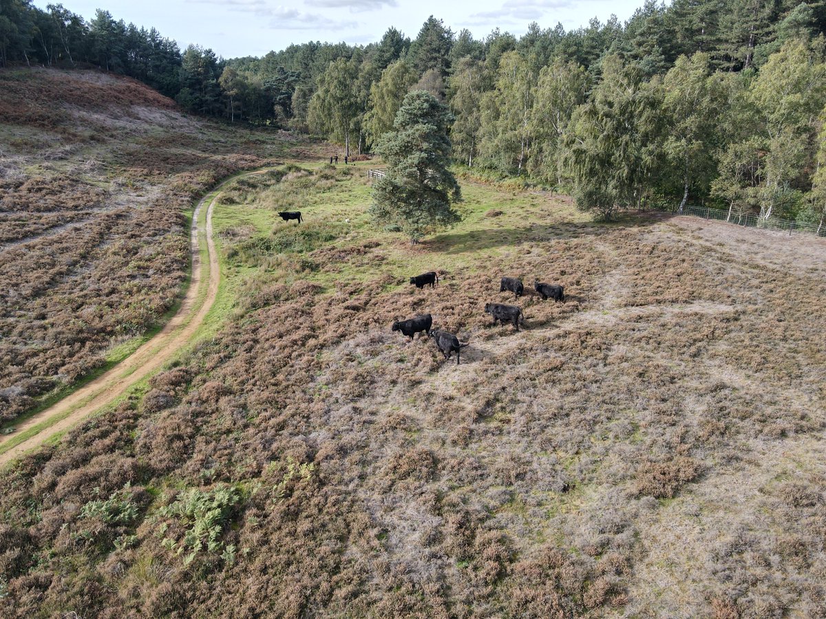 #NationalMammalWeek continues & we are highlighting the underrated cows!🐄 At our Dersingham Bog nature reserve Black Galloway cattle are used for grazing which creates a range of vegetation heights. This benefits wildlife diversity & the allows smaller plants to flower. 🌺