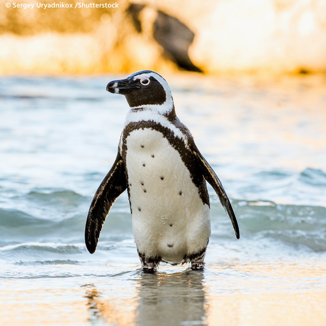 🌍 It's World Penguin Day! 🐧

Today, we celebrate our Local Partner, @BirdLife_SA's magnificent conservation efforts in the tireless fight to protect the African Penguins. 🌊🇿🇦

At their current rate of population decrease, conservationists predict that this species will be…