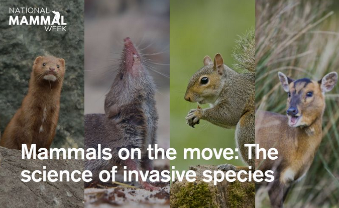 Join today's @Mammal_Society webinar at 13:00. #Mammals on the move: The science of #invasivespecies. Explore the story & #science behind invasive species, examining impacts on other #species & humans with Jack Hatfield @UniOfYork #MammalWeek Register: mammalsociety.org.uk/events-calendar