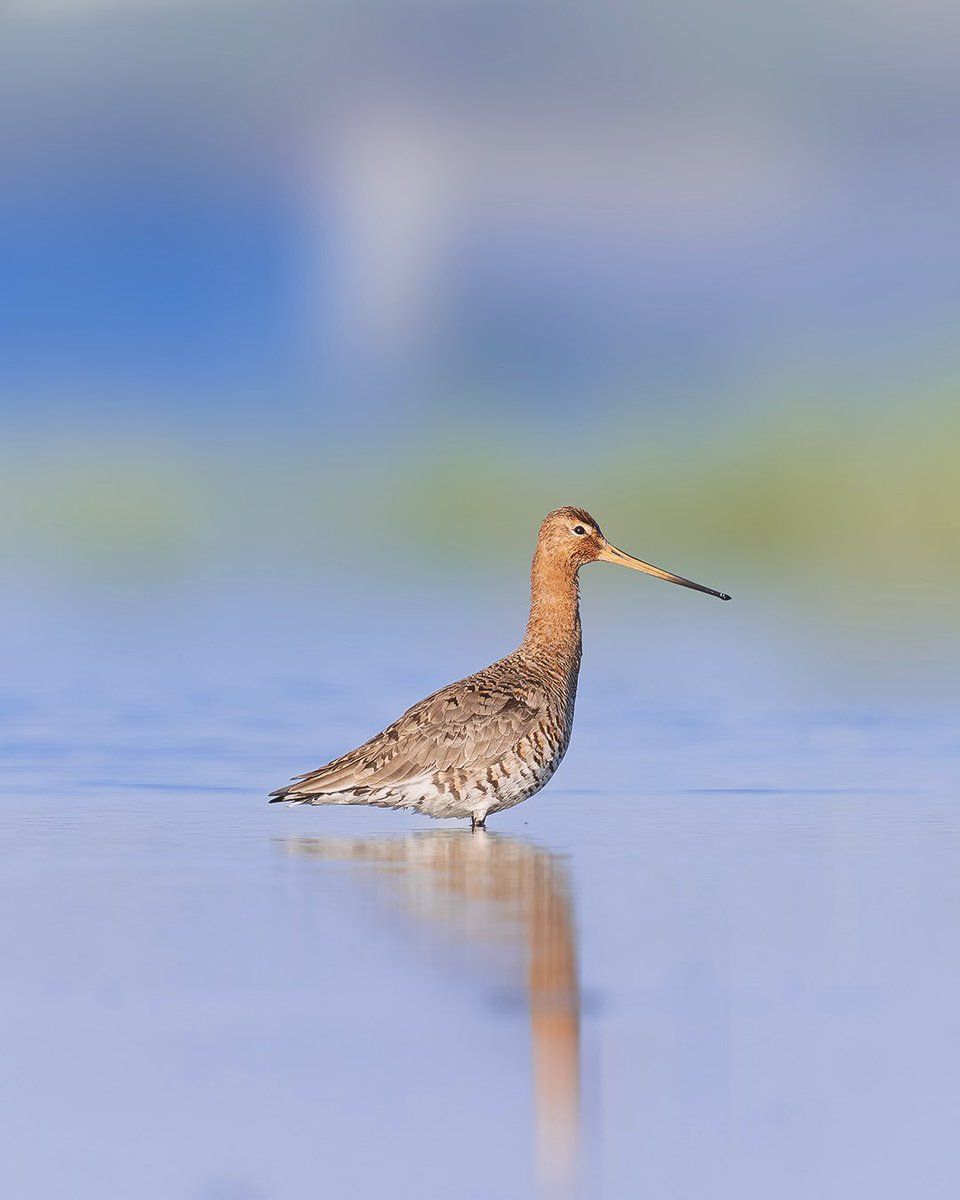 Çamurçulluğu •  Black-tailed Godwit 
Sony A1
Sony FE 200-600mm