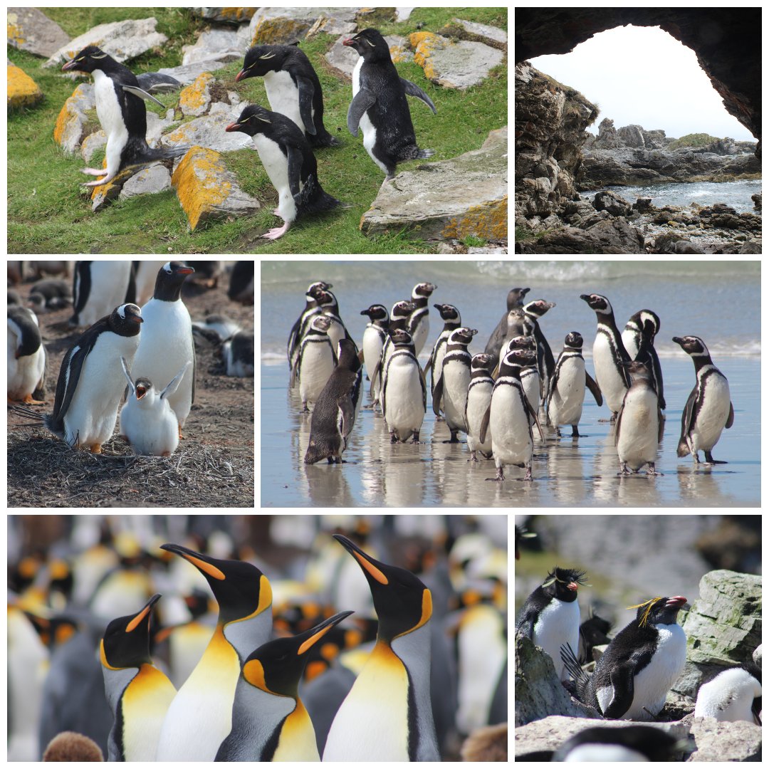 Happy #WorldPenguinDay 🐧🐧🐧There are 5 penguin species to see here in the Falkland Islands (sometimes supervising my fieldwork). You've got the southern rockhopper, gentoo, Magellanic (or jackass), King, occasional macaroni- and Pebble Island's giant penguin for fun!
