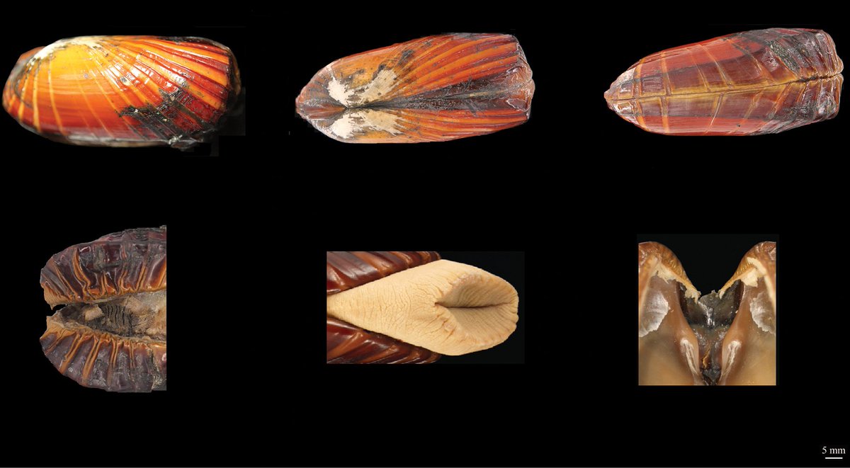 A new species of saltwater clam is identified and described. Find out more about it here: doi.org/10.3897/zookey… #deepsea #taxonomy #newspecies