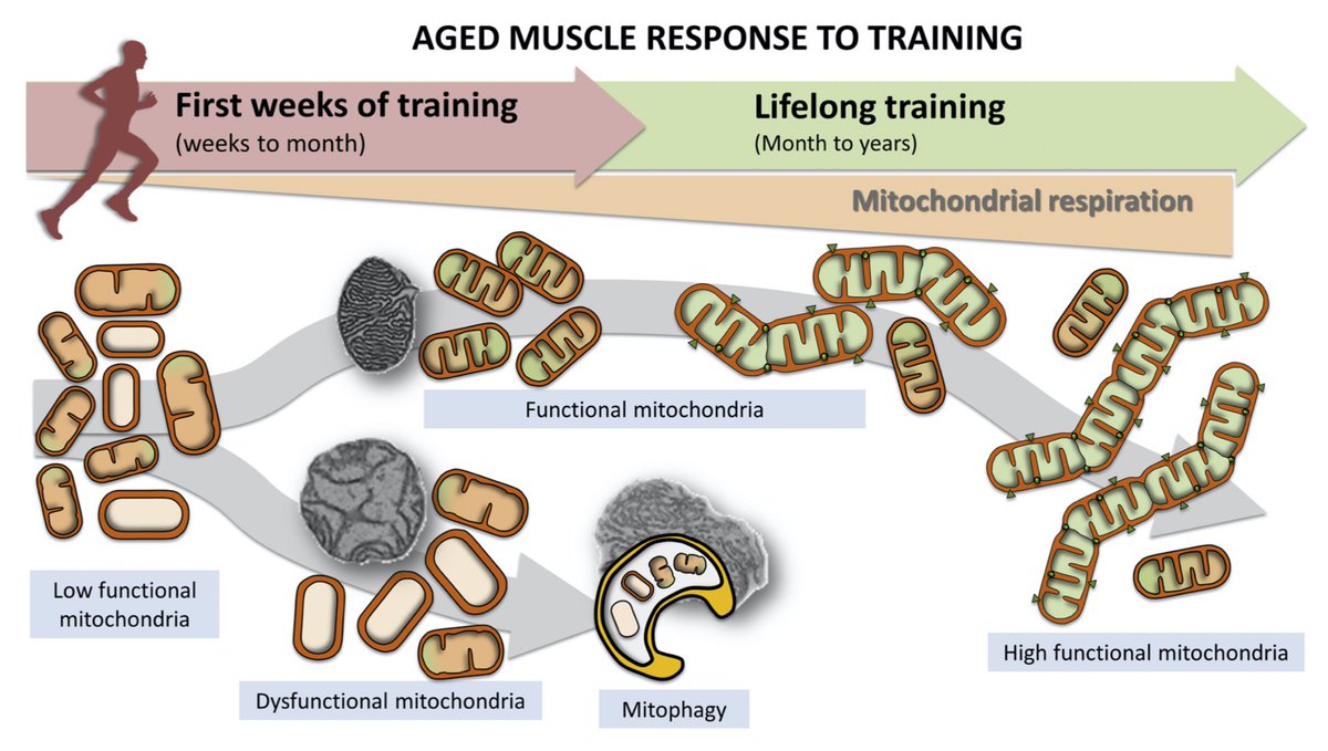 The emerging role of skeletal muscle mitochondrial dynamics in exercise and ageing sciencedirect.com/science/articl…