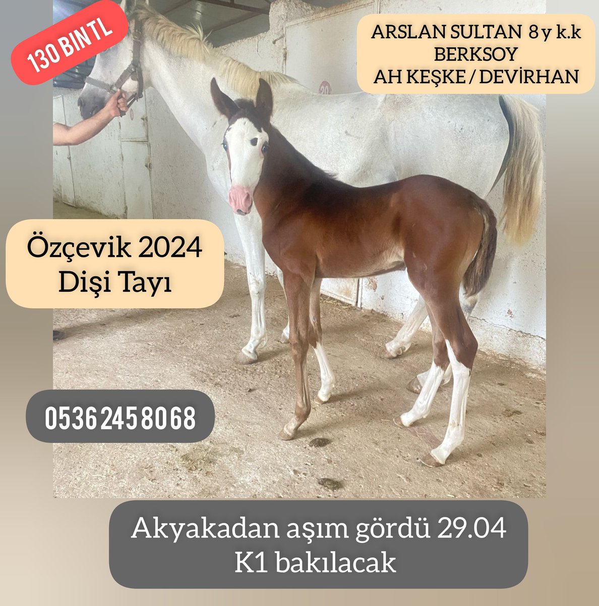 #Berksoy kızı #Akyaka dan K1 bekliyor yanında #Özçevik dişi Tayı ile birlikte sadece 130 bin TL dir #varmitalip #İdmanda #KoşanAtlar  #TercihliKısraklar #GebeKısraklar #ArapTaylar #İngilizTaylar #Yearling #ArabianHorses #Stallion #SatilikAtlar 05362458068 
@varmitalip @Odinhan2