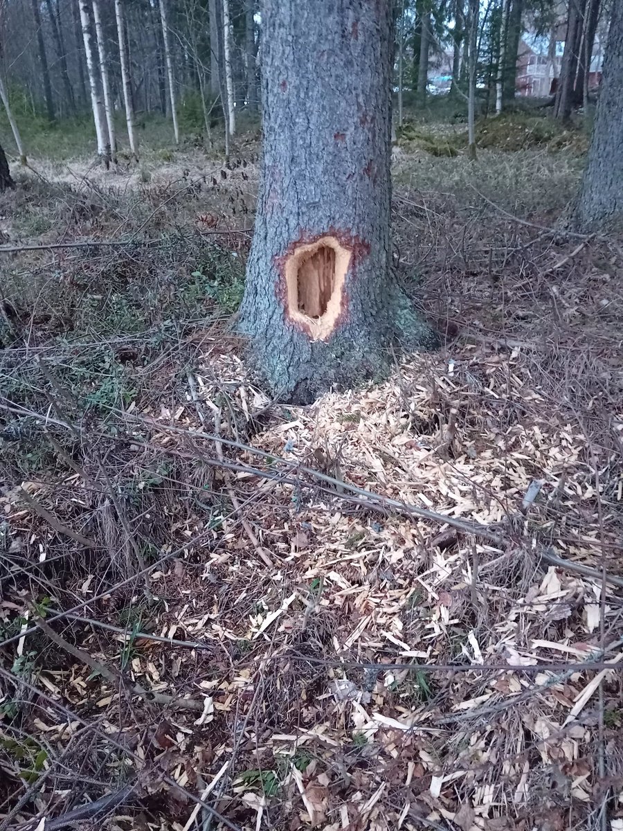 Jossakin täällä äxässä <a href="/PekkaViljakain3/">Pekka Viljakainen</a> näin samanlaisen kuvan.

Siinä etsijä on tiennyt mistä etsiä. Päälle päin kuusi on ihan hyväkuntoisen näköinen. Tarkemmin katsoen kuusen kaarnan kaiveluun on ollut lisääntynyttä mielenkiintoa.

Tilannetta seurataan.