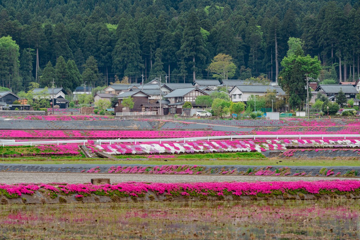 Ichiban Japan tweet media