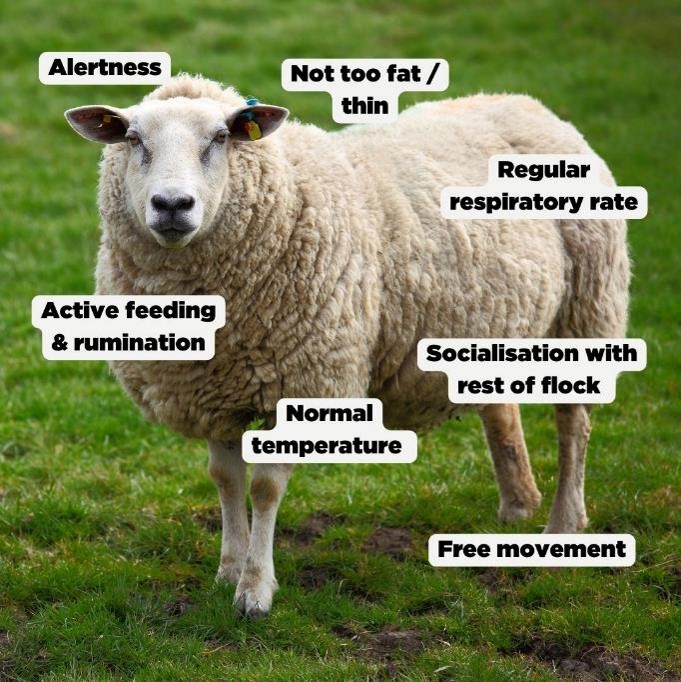 Sheep Vital Signs: The Classics Edition

If you’re noticing abnormal behaviour in your flock or loss of condition, speak to your vet.
You can learn more about sheep wellbeing using the link below or in our bio:
farmiq.co.uk/courses/sheep-…

#farmiq #farming #farm #vet #farmvet #sheep