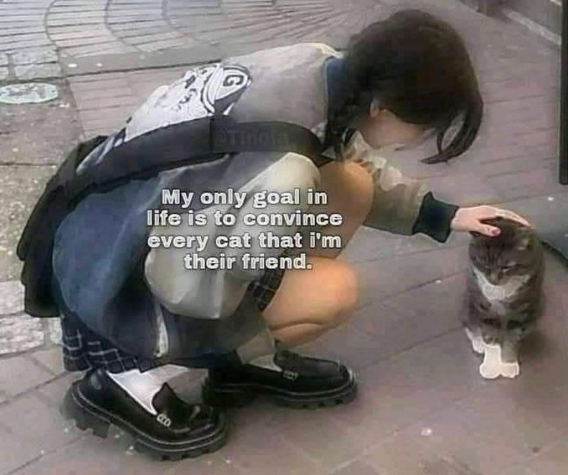 Posts Of Cats (@postsofcats) on Twitter photo 