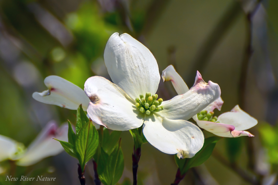 KerriFar's tweet image. Dogwood Delight - #NewRiverNature #NaturePhotography #SpringSensations