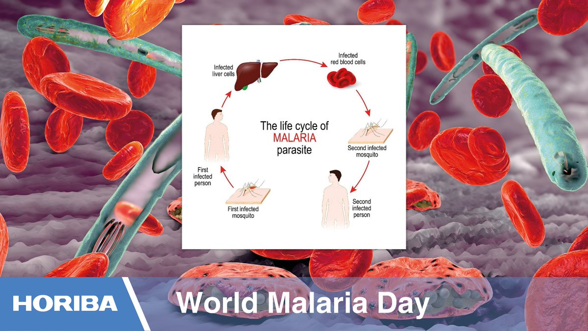Malaria is responsible for 600,000+ deaths a year & is transmitted via the female Anopheles Mosquito. Several #HORIBA instruments produce a #malaria flag in 60 seconds for quick, accurate #diagnosis. Find out more: horiba.link/malaria-detect… #worldmalariaday #malariaday #health