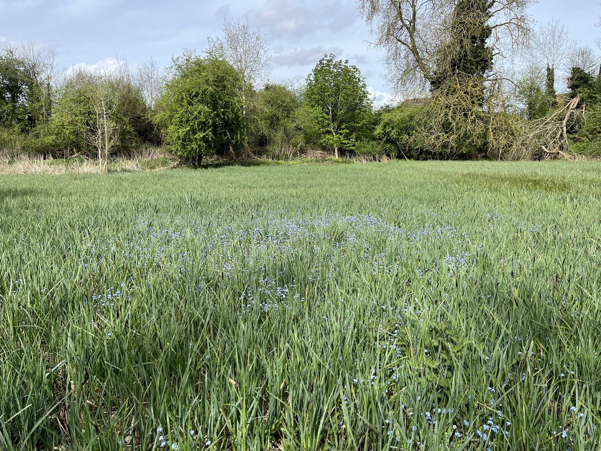 At last a dry day for our rangers and volunteers working at Abbey Fishponds community reserve. In the south fen for the spring grassland cut, rake and clear to improve the summer plantlife diversity in the fens. Water forget-me-nots blooming all through the meadow. Glorious!