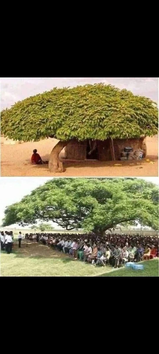 The value of one single tree