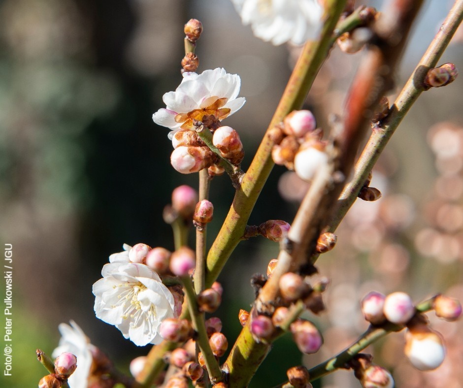 28.4.2024 - 'Knolle, Zwiebel, Wurzelstock – Ökologie (und Geheimnisse) der Frühblüher' - Sonntagsführung im Botanischen Garten der #UniMainz botgarten.uni-mainz.de/fuehrungen-und… #BotGarten