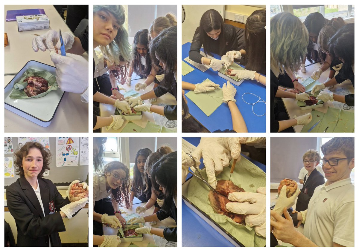 Mr. Morgan's Year 10 class delved into the wonders of biology yesterday with heart dissections! Exploring the anatomy and function of this vital organ firsthand, they're taking their understanding of life to a whole new level. #BiologyLab #HandsOnLearning @BishopHedleyRC