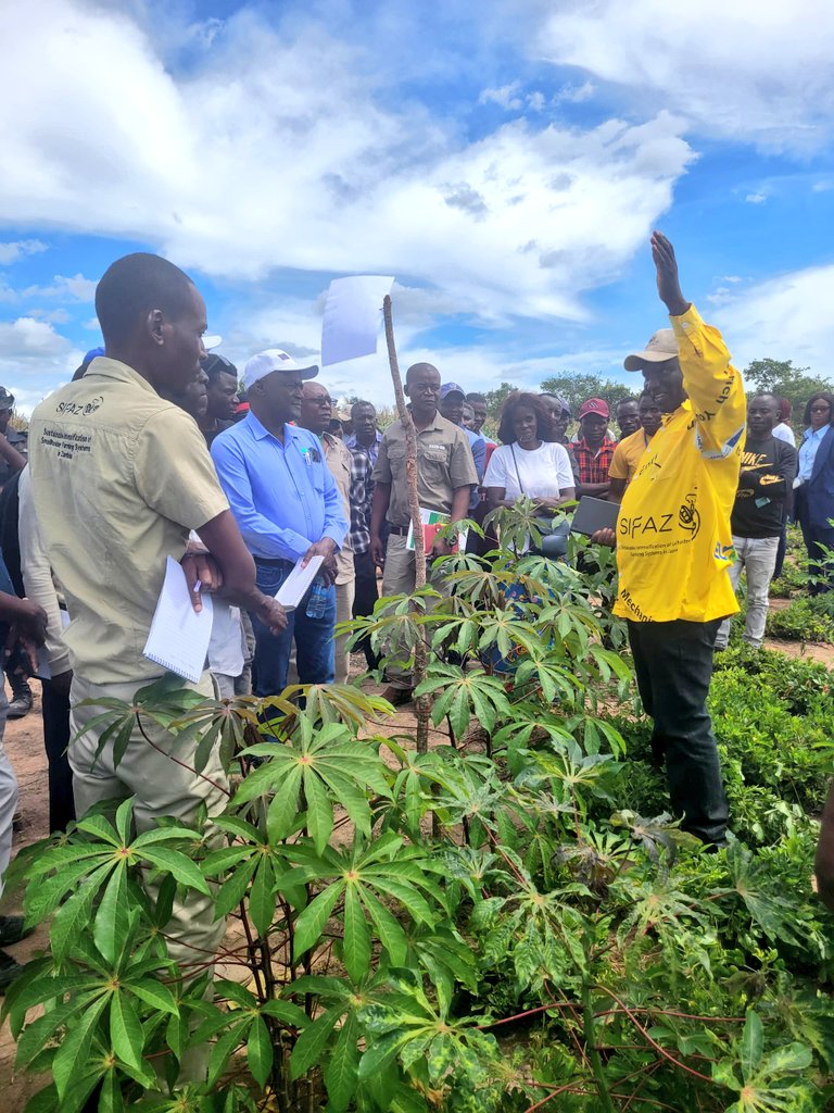 🌾🌍 It's happening now! @FAO supported & #EuropeanUnion funded SIFAZ Project field day in #Kasama at #ChandaMukulu! 🌱 Showcasing Sustainable Intensification Practices tackling low yields, climate change challenges, & promoting agro enterprise info sharing. @CIMMYT @FAOAfrica