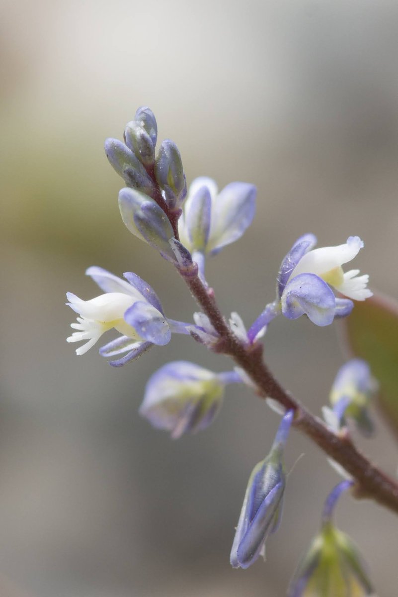 💎Say hello to the rare, delicate and beautiful Kentish Milkwort. This species has declined to just 3 known sites in Kent. Read more here 👉kentwildlifetrust.org.uk/blog/kentish-m… 📸Thank you to Area Manager Steven Weeks for the photo.