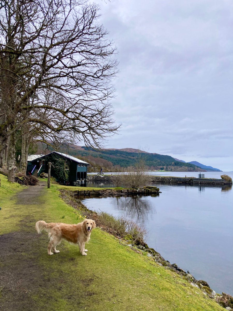 I miss this place! That’s Luna doing her thing on the banks of #LochNess #Scotland 🏴󠁧󠁢󠁳󠁣󠁴󠁿 #goldenretriever