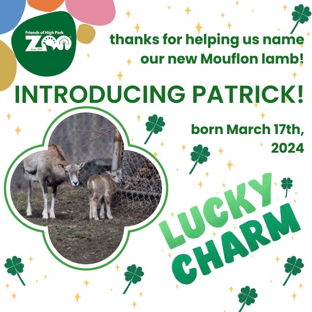Welcome, Patrick! #patrick #highparkzoo #mouflonlamb #lamb #highpark #zoo @prftoronto