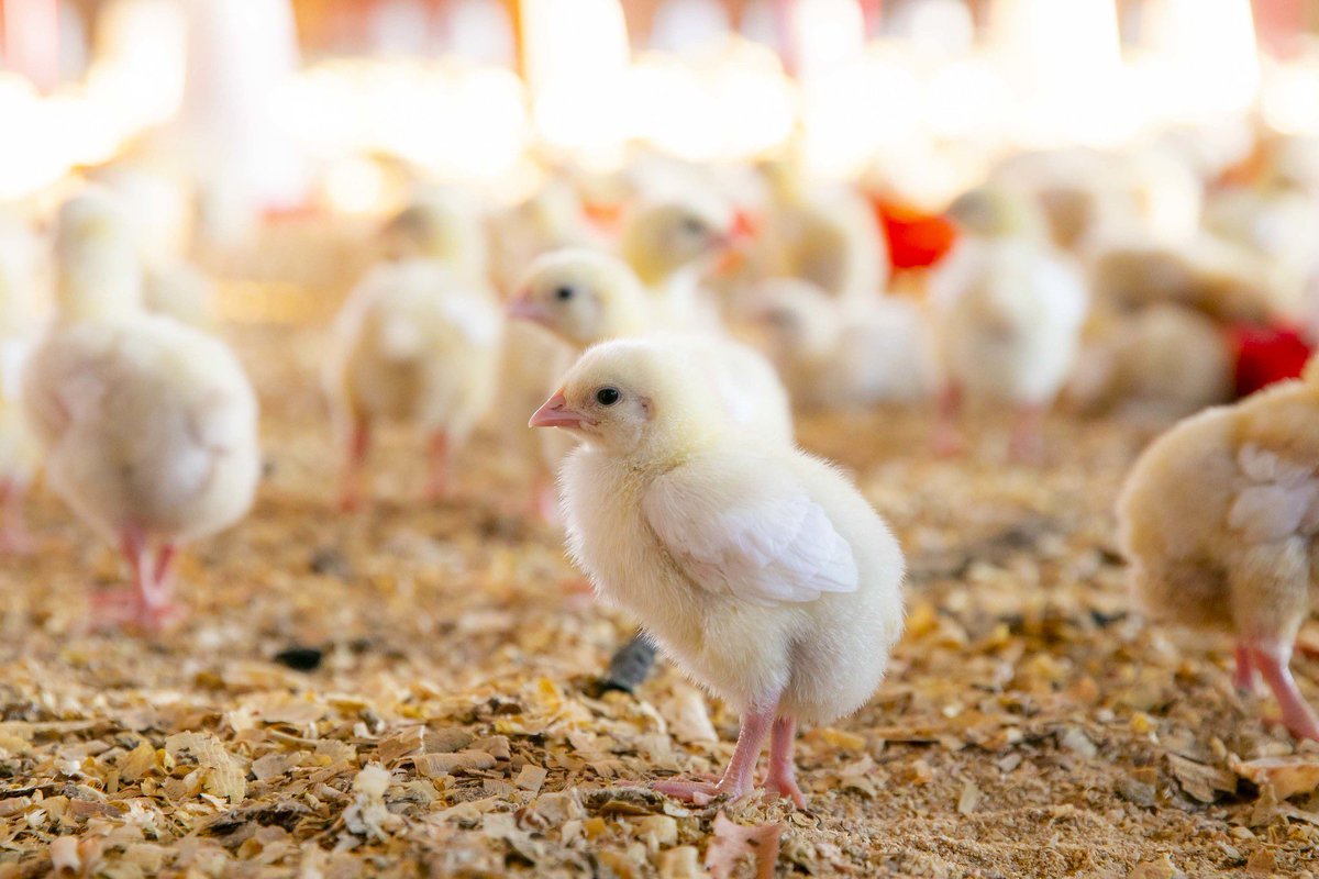 Poultry farming is one of the most profitable business. - High demand for poultry products like chicken and eggs, - Quick returns on investment: Poultry has a shorter production cycle compared to other livestock, allowing for quicker turnover and faster returns on investment. -…