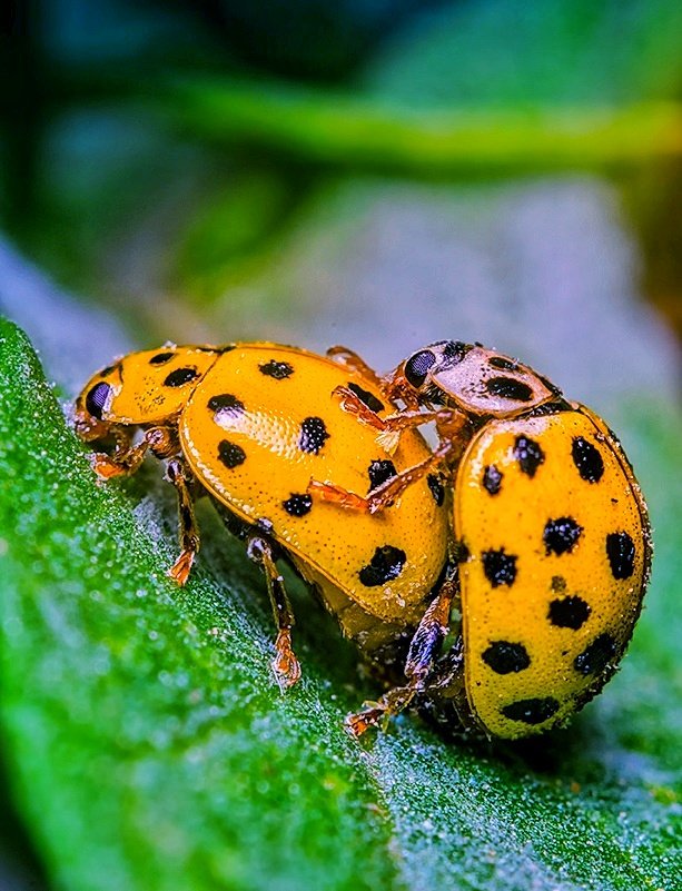 It looks like Spring has arrived to town! 😳😂📸❤🐞