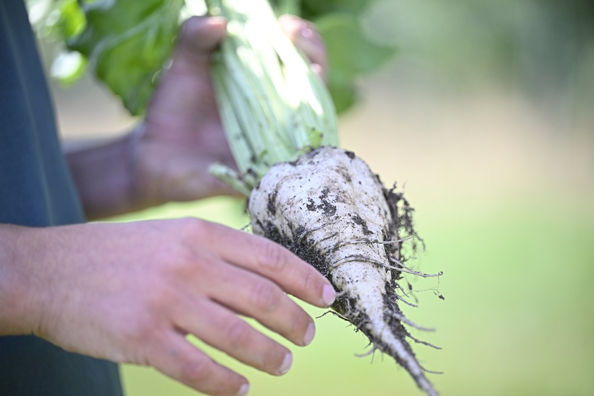 Campagne #betterave #sucre 2024 : un retard de 2 semaines pour le début des semis en mars. Au 17/04, 70% des surfaces semées mais gdes disparités entre régions  et déjà des alertes pucerons ! Soutien aux agri !  <a href="/CGB_FR/">CGB</a> <a href="/BruCardot/">Bruno 😅Salut Salut</a> <a href="/GuyotVincent02/">GUYOT Vincent</a> <a href="/AlexisLeherle/">Alexis Leherle</a> <a href="/LeBetteravierFR/">Le Betteravier français</a>