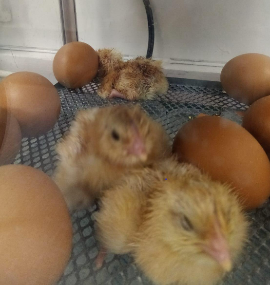 hogarthlead's tweet photo. Welcome to the world ! Egg-citing times at Hogarth this morning , our chicks are emerging out of their eggs ! @LEADAcadTrust @DianaOwenLEAD  We are setting up a livestream so the children and parents can view remotely too ! https://t.co/PtZX2T4N5t