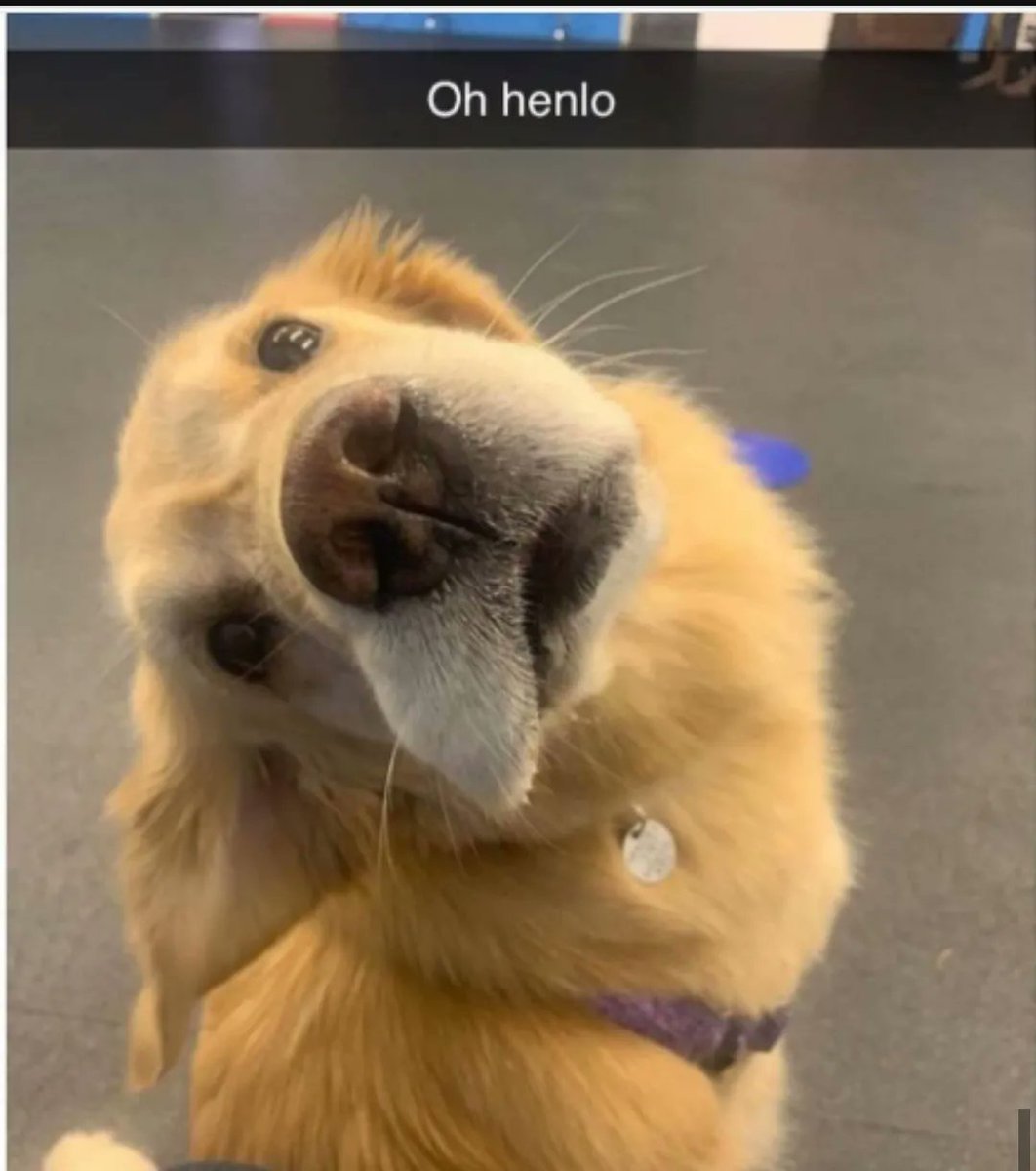 Turns out Henlo is a Dog meme 😭 Charisma translator reveal yourself you deserve a medal