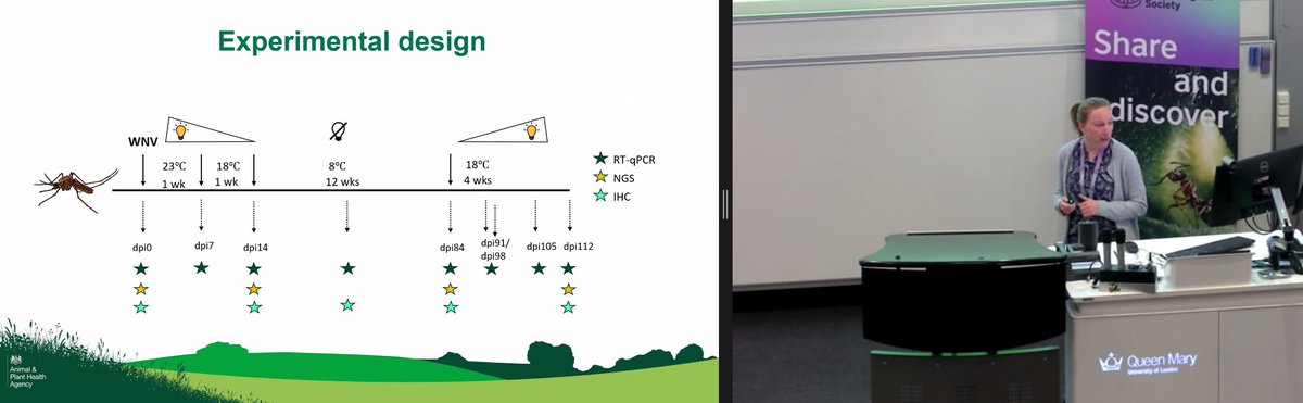 RoyEntSoc's tweet image. Mirjam Schilling @APHAgovuk gives us an insight into their work on establishing a laboratory model to understand overwintering of #flaviviruses in temperate European mosquitoes.

#RESExtreme24