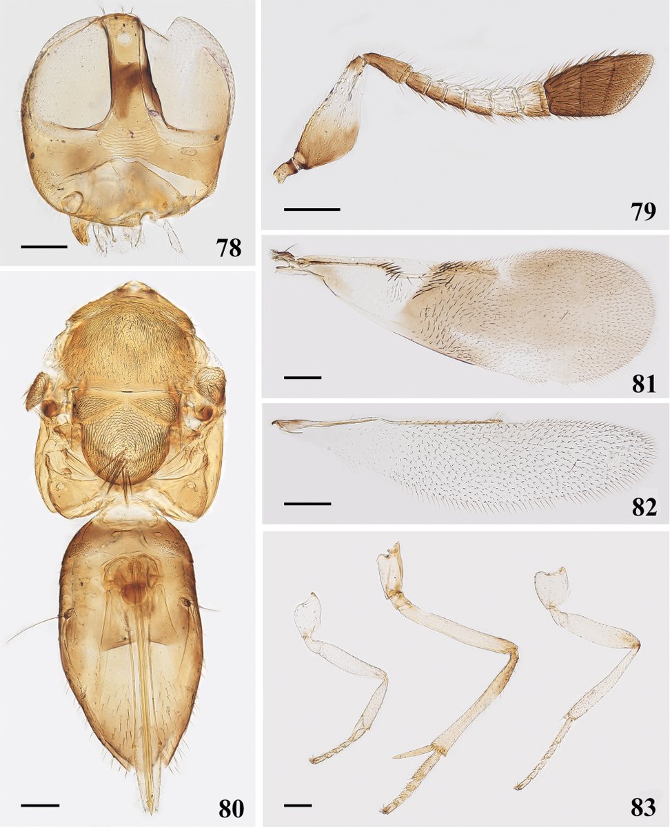 One species of parasitic wasp is described as new to science. Find out more about it in this research article: doi.org/10.3897/zookey… #Chalcidoidea #newspecies #parasitoids