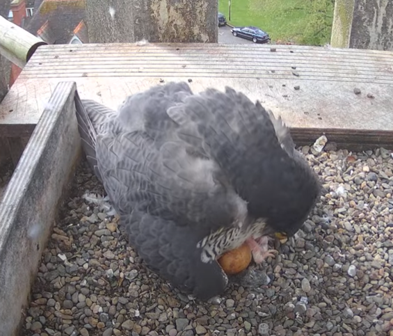 Peregrine chick number 4 has finally hatched 🥳 You can just see a tiny foot peeking out from underneath Peggy! 🐣🐣🐣🐣 Keep up with all the exciting developments live from the nest here 👉 worcestercathedral.org.uk/news/peregrine…