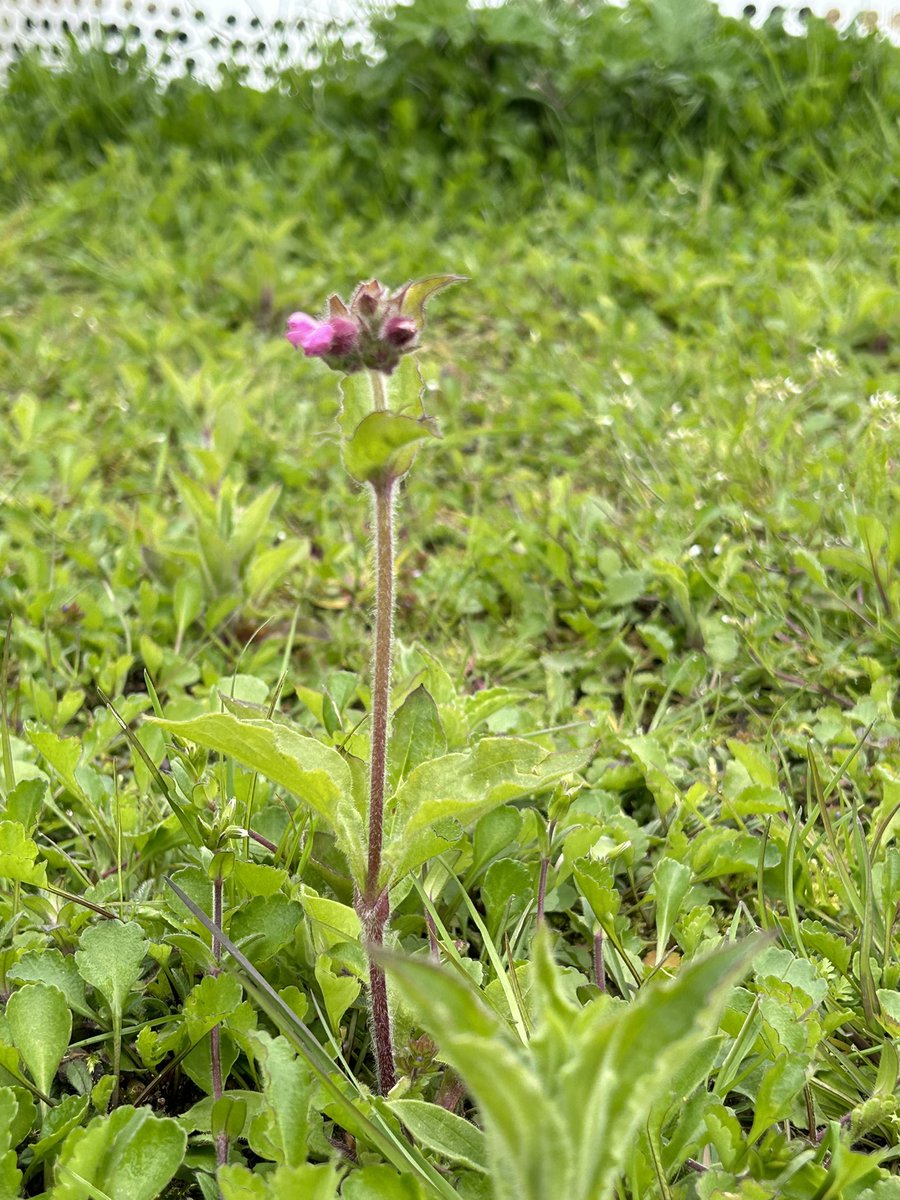 First sign of flowers from my wildflower nursery. Think it’s Red Campion and there’s quite a few a few coming up amongst the Oxeye Daisies ❤️🤍💛