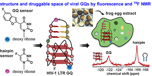 An innovative way to study nucleic acid topologies in cellular environment using 19F NMR. See our just accepted Chemical Science article (DOI: 10.1039/D4SC01755B)