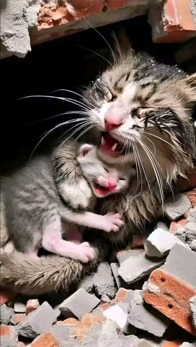 𝐘𝐚 𝐀𝐥𝐥𝐚𝐡💔
We will Never forget . 💔🇵🇸🇵🇸🇵🇸
We will NEVER stop sharing
ᖴᖇᗴᗴ ᑭᗩᒪᗴSTIᑎᗴ !! 🇵🇸█▓
#Palestine #STOP共同親権 #viralvideo #flooding #Binance #นศมธก่อเหตุอาญาที่หอกอล์ฟวิว