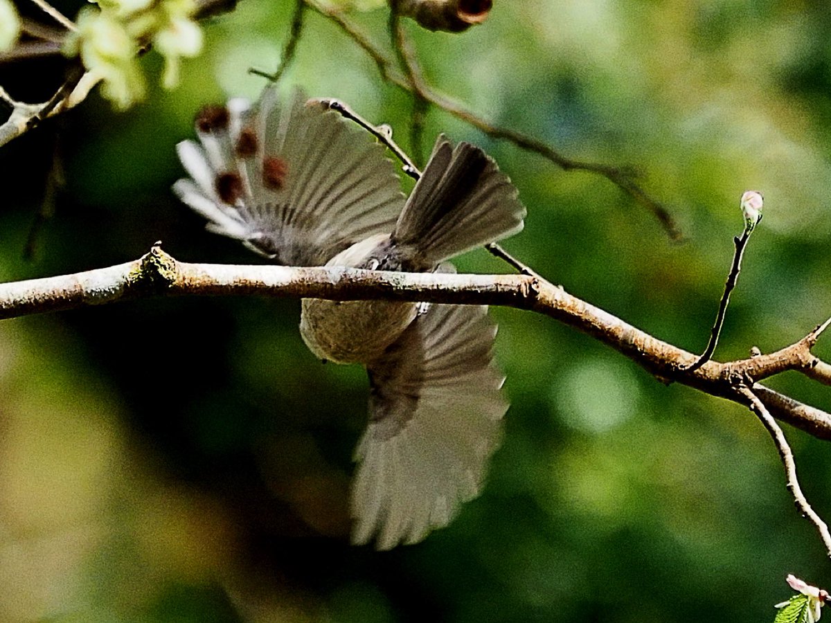 brownhairstreak tweet picture