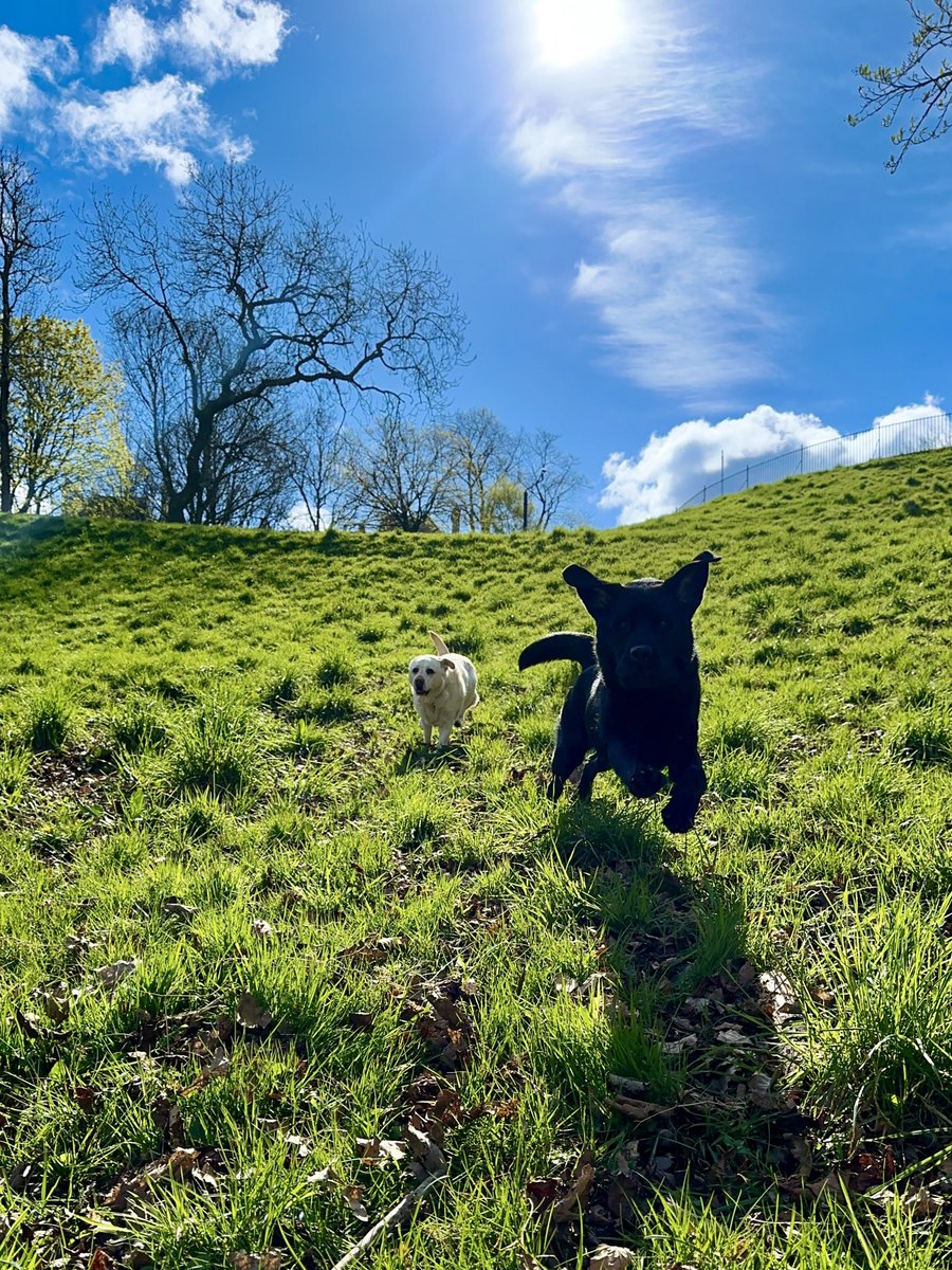 What do you do when the sun comes out in Glasgow… take the dogs for a run in the park of course 🐾