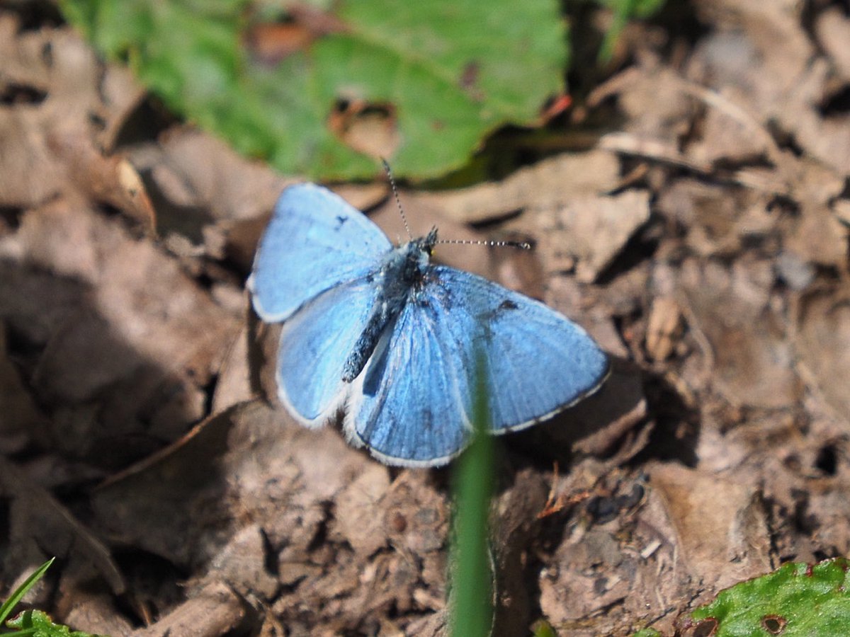 brownhairstreak tweet picture